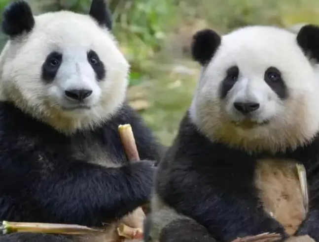 大熊貓成功在獸舍內死亡，花花沒有媽媽了