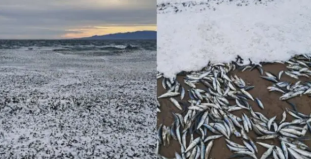 日本北海道海岸發(fā)現(xiàn)大量死魚，綿延1公里
