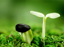 合肥附一做試管 合肥做試管醫院排名？全國試管嬰兒排名靠前的是哪個醫院？ ‘3個月b超數據看男女’