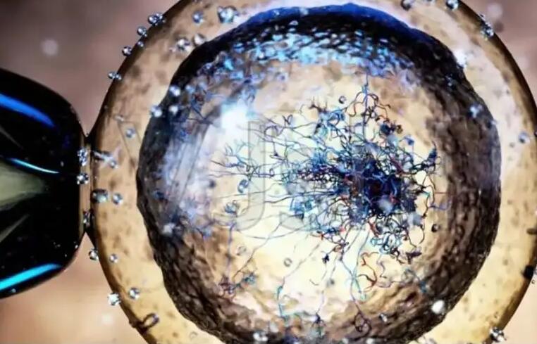 杭州做供卵試管過程 杭州紅會醫院推薦理由 ‘懷男寶寶媽媽特征’