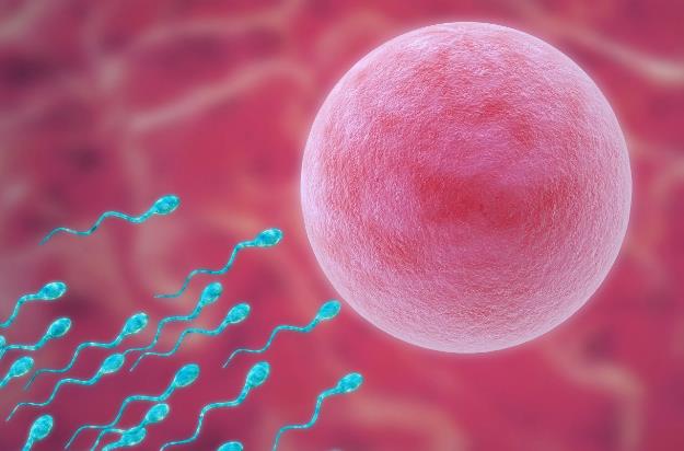 西安供卵試管 西安第四醫(yī)院能做幾代試管嬰兒?試管成功率高不高? ‘懷孕女兒特征’