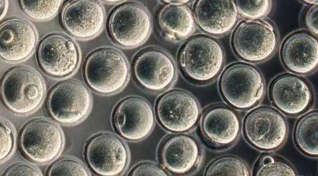 東莞試管嬰兒醫(yī)院排行榜你知道嗎？