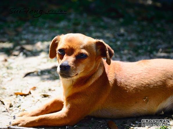 試管嬰兒怎么做男孩,試管嬰兒怎么做男孩幾率高