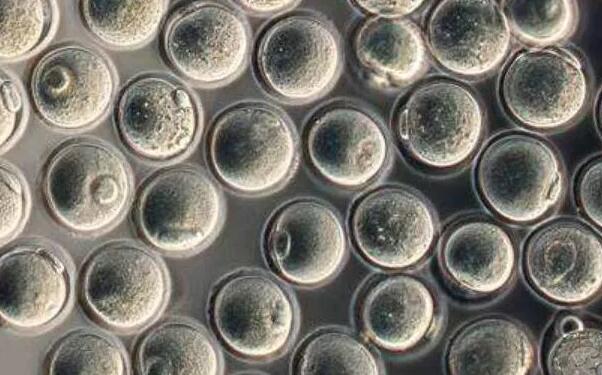 云南試管供卵 2023
云南昆明私立醫院試管嬰兒成功率： ‘雙頂徑和股骨長看男