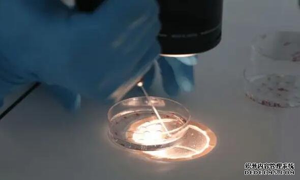 廈門文灶到中山醫院多遠 廈門174試管流程有哪些? ‘醫用酒精驗男女’