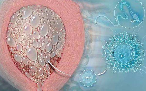 長(zhǎng)春試管供卵 2023長(zhǎng)春捐卵試管醫(yī)院排名上線 ‘孕10周b超可以看男女嗎’