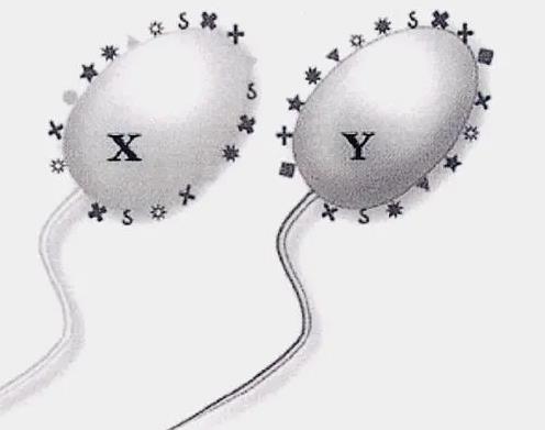 聊城供卵試管 2023年在聊城市人民醫院生殖科能做試管嬰兒嗎？ ‘孕囊27×20,胎芽是8mm請問是男孩女孩’