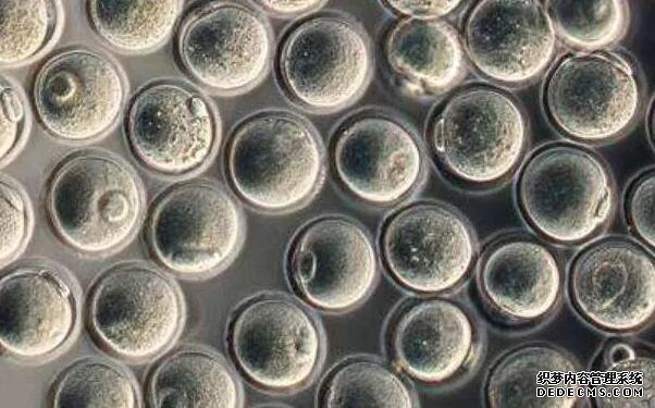 上海助孕性別 上海有哪些私立試管醫院? ‘b超如何測男女’