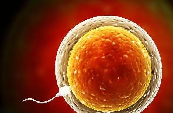 上海三代試管 上海試管醫(yī)院推薦|上海第九人民醫(yī)院 ‘孕囊2.0*1.5*1.3是女孩嗎’