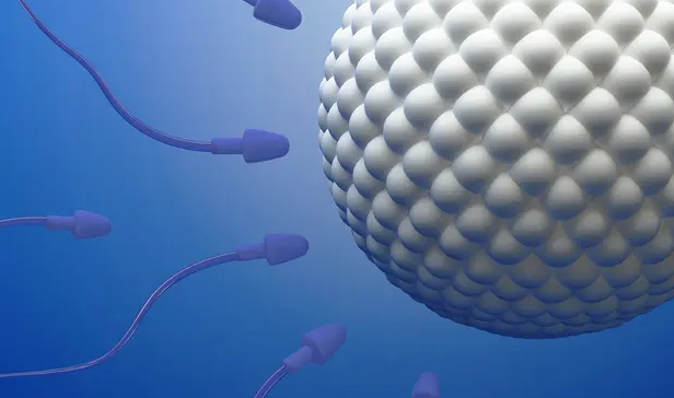 北京 供卵試管 北京大學人民醫院 ‘男性胎兒nt值參照表’