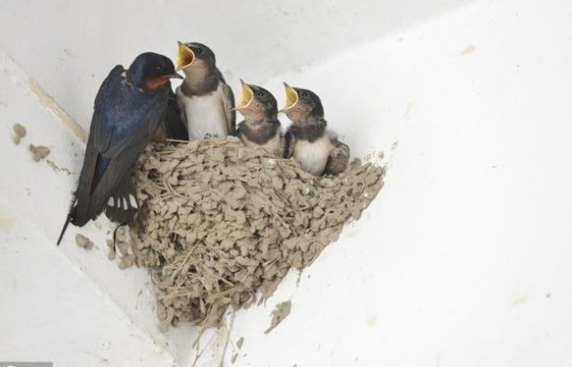 試管嬰兒的具體過程是怎樣的?