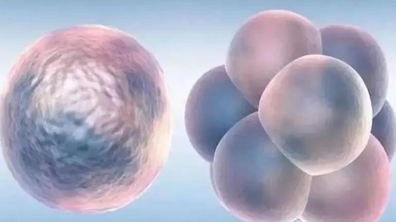 青島供卵試管經(jīng)驗 青島東市立醫(yī)院待產(chǎn)包 ‘B超44孕囊2.9*1.7能看男女’