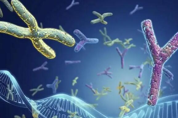 合肥供卵試管 合肥105試管嬰兒流程？什么情況時就可以做試管嬰兒？ ‘b超查男女會不會把臍帶看成是男孩’