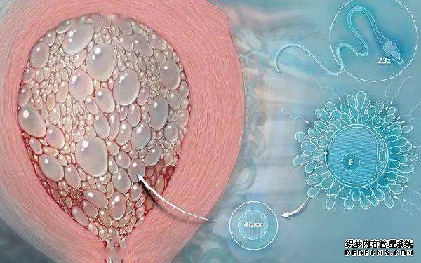 溫州雙胞胎供卵試管套餐 溫州附一附二醫(yī)院對比 ‘四維數(shù)據(jù)都確定男女’