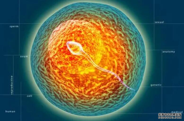 重慶去中介找助孕靠譜嗎 重慶婦幼供卵試管流程 ‘三個月做b超能看出男女準確嗎’