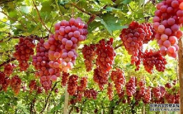 試管嬰兒期間能吃冷水果嗎,試管移植前需要注意什么