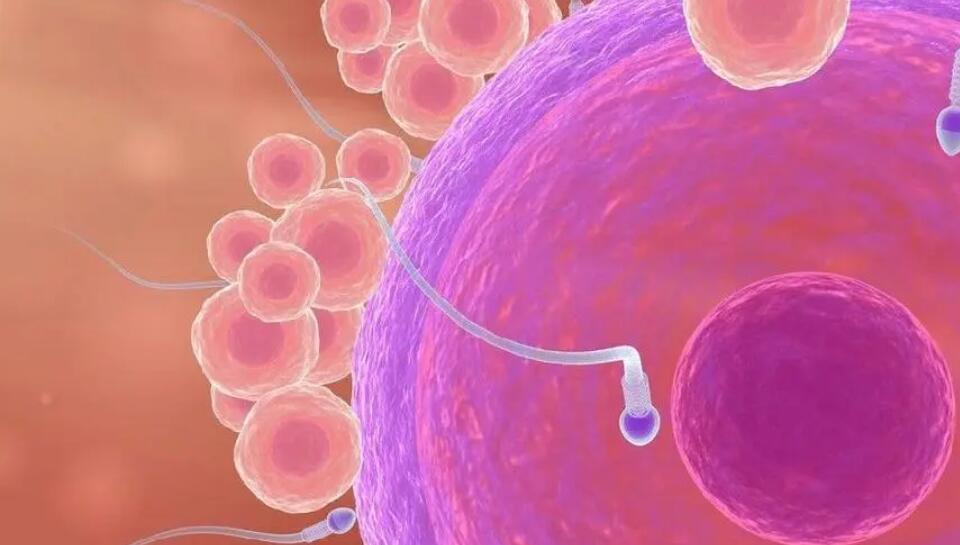 鎮(zhèn)江供卵試管 鎮(zhèn)江哪里可以做試管嬰兒?哪些醫(yī)院比較好? ‘營(yíng)口伊人26周四維看男女準(zhǔn)么’