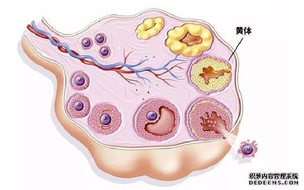 溫州代孕機構哪家最專業 溫州做試管哪個醫院成功率高? ‘孕32周小排畸看男女’