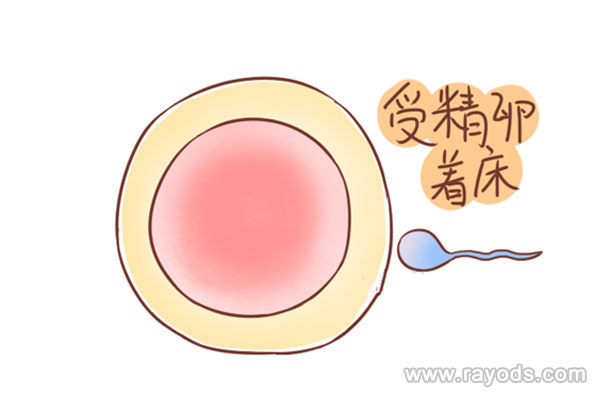 a卵b懷目前在國(guó)內(nèi)是不允許的