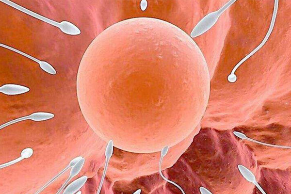 上海供卵試管資訊報道,上海供卵試管要花多少錢呢?