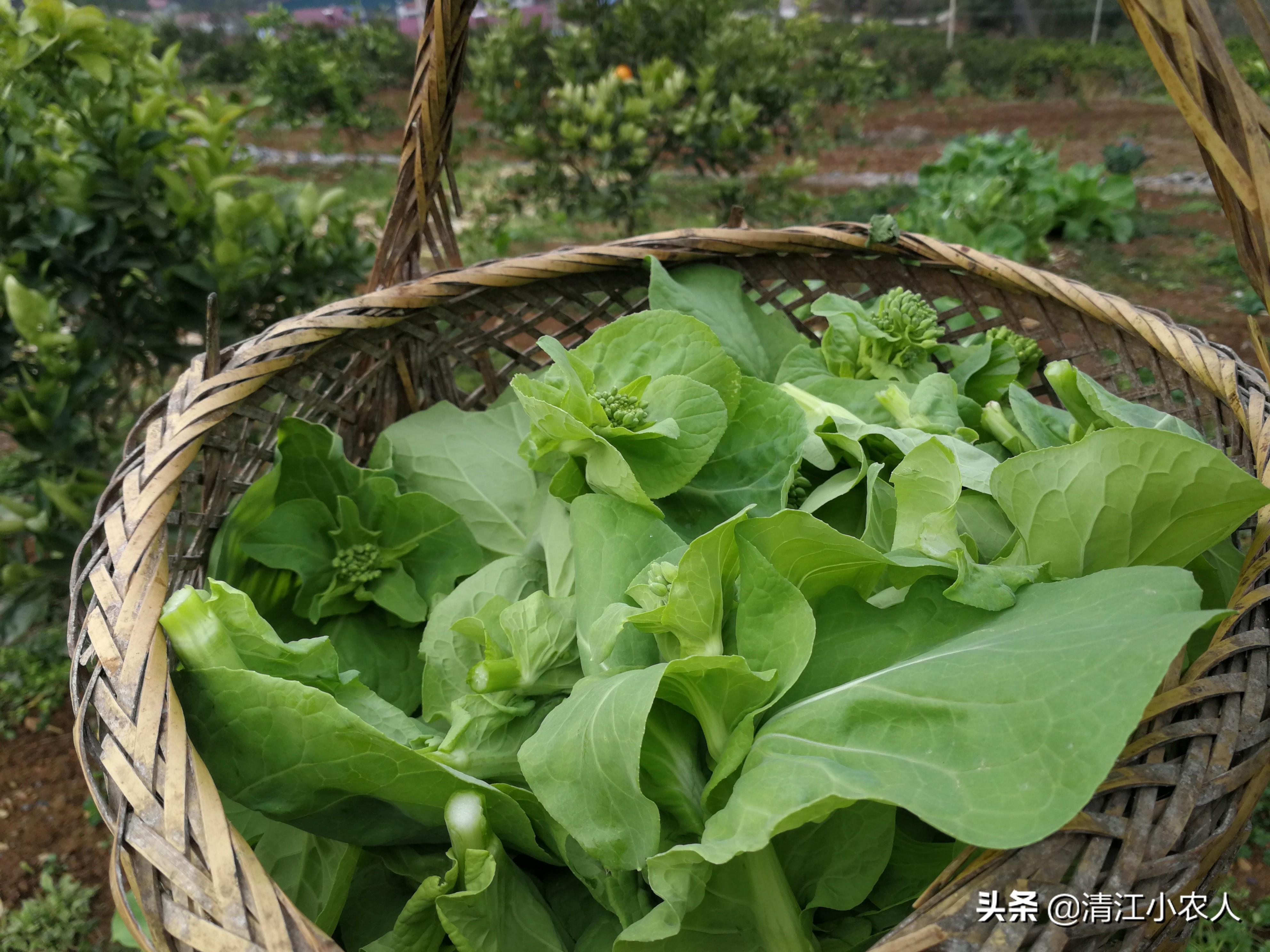 嬰兒吐奶因及處理