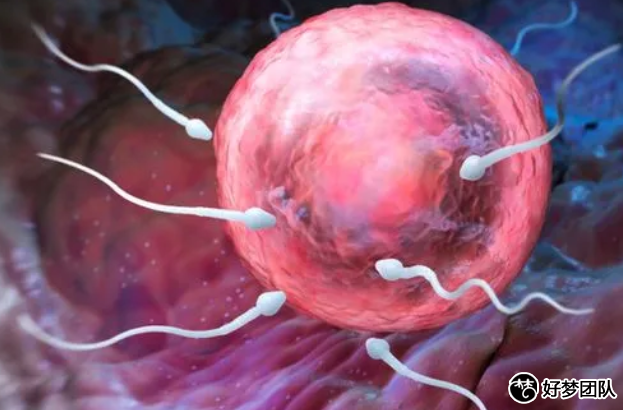 上海有供卵機構嘛現在,上海三代試管嬰兒率高嗎?