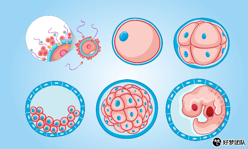 試管助孕公司,助孕供卵