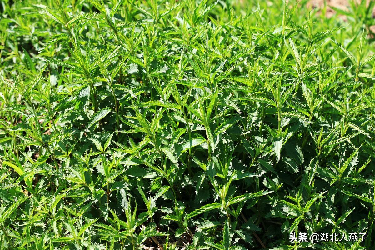 寶寶長不高？大揭秘！