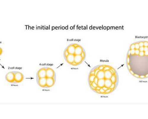 衡水做試管嬰兒,怎么選醫院才靠譜