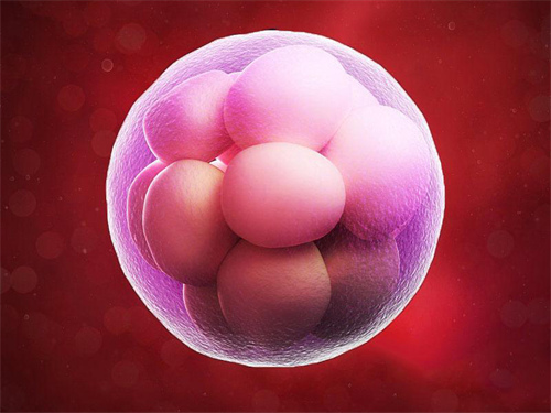 卵泡數(shù)量決定著試管嬰兒成功率嗎?10個(gè)卵泡做三代試管篩選性別能否成功