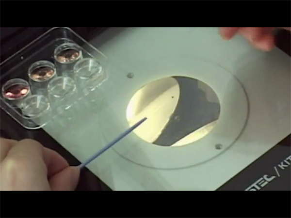 試管嬰兒篩選男女哪個(gè)幾率高?2025年做一次試管需要多少錢