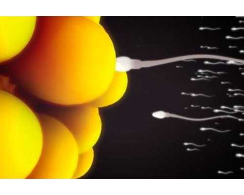 男性輸精管堵塞怎么辦？能自己好嗎？